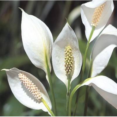 Peace Lily, Spathiphyllum Miniature Air Purify Plant